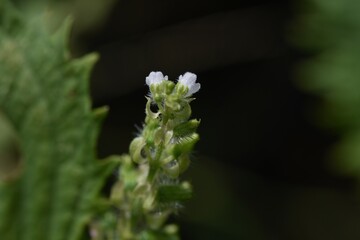 apanese basil (Shiso herb) flowers. Lamiaceae annual aromatic herb.