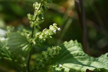 apanese basil (Shiso herb) flowers. Lamiaceae annual aromatic herb.
