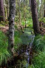 Hochmoor im Schwarzwald