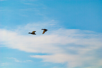 two ducks fly in the blue sky with light clouds: one holds the wings up, the other down
