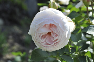 Gartenliebe- Blumen