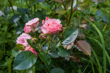 Small garden roses in St. Petersburg