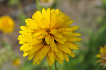 Gartenliebe- Blumen