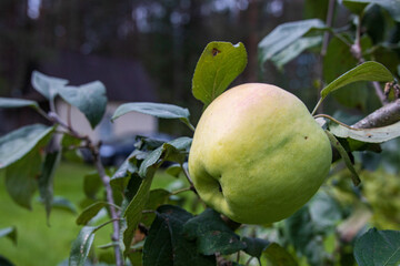 Ripe apple on a branch in St. Petersburg
