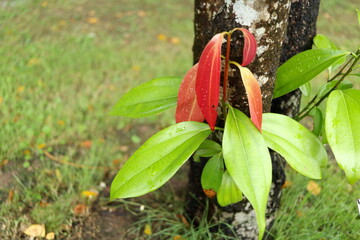 Red brown of young leaves on cinnamon's branch beside trunk near ground and blur green grass background.