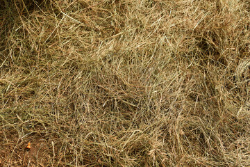 Hay background. The natural texture of dry straw. Agriculture farm and farming symbol of harvest time. Harvesting in agriculture.