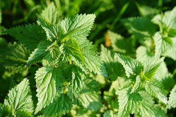 close up of nettle