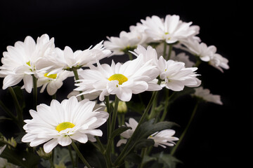 Large flowers of white chamomile Levcantemella on a black background