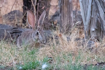 Close up of Cape hare between yellow and green grass