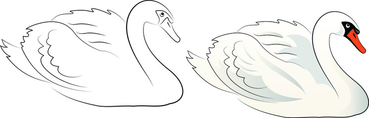 hand drawn sketch of a swan in vector © bisakhadatta