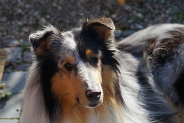 border collie dog