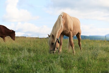 Horse runs on a green summer meadow on sunny day