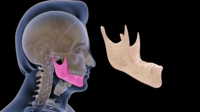 Mendible In anatomy, the mandible, lower jaw or jawbone is the largest, strongest and lowest bone in the human facial skeleton. It forms the lower jaw and holds the lower teeth in place.