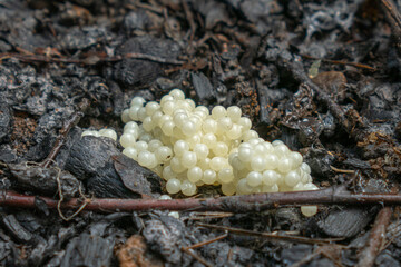 Snail eggs 