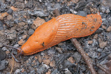 snail on leaf