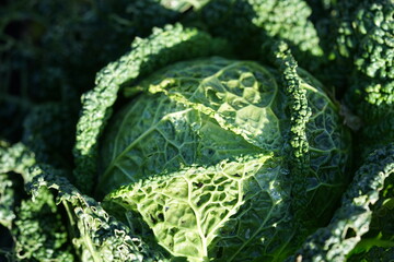 a savoy cabbage in the garden very green