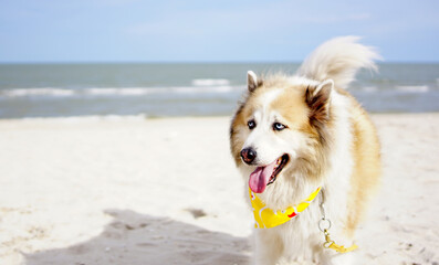 Senior mixed breed dog standing on the ground with serene ocean