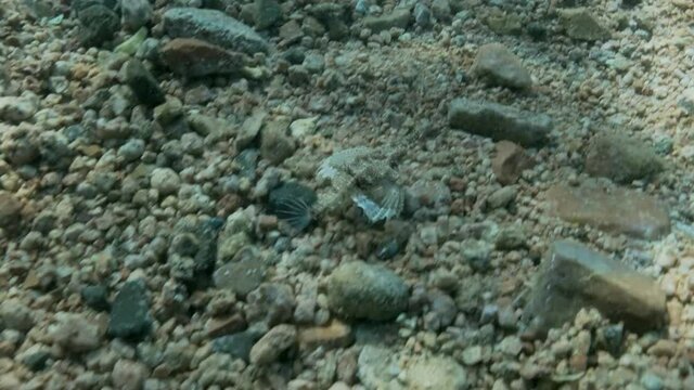 Seamoth moves on the sandy bottom in shallow water in sun rays. Pegasus, Little Dragonfish or Common Seamoth (Eurypegasus draconis). Slow motion