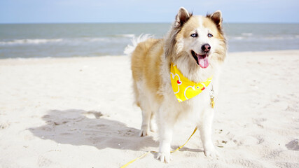 Senior mixed breed dog standing on the ground with serene ocean