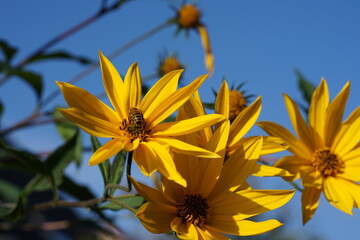 Jerusalem artichoke flowers stretch up to the sky