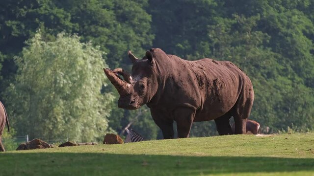 White Rhinoceros at Africa Live, Lowestoft, Norfolk