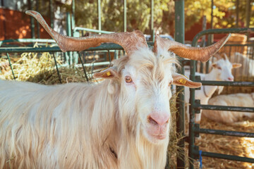 White male irish goat or buck in barn