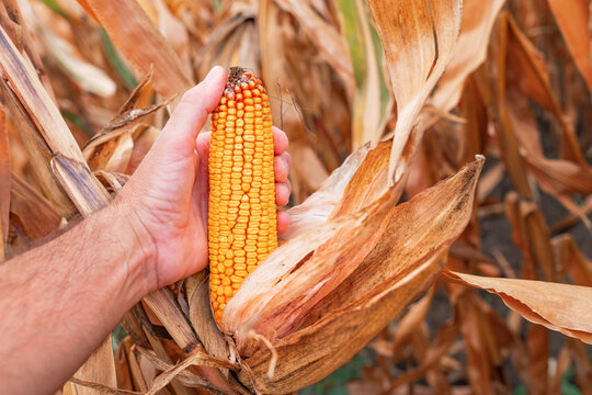 Farmer handpicking ripe dent corn in field