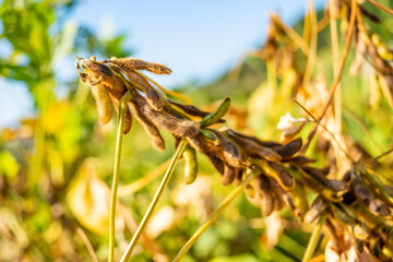 Autumn ripe soybeans background material