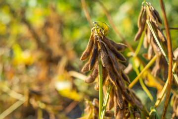 Autumn ripe soybeans background material