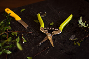 Light green pruner with leaves on a black background. floristic scissors