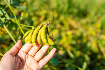 Autumn ripe soybeans background material