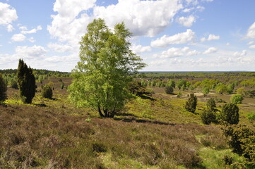 Obraz premium Lüneburger Heide- Natur 