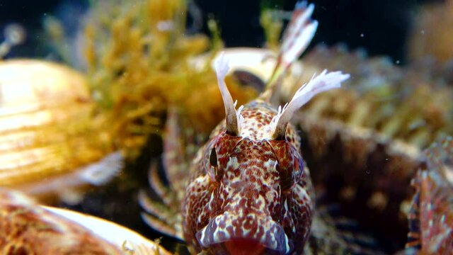Tentacled blenny (Parablennius tentacularis), fish hiding in empty shells of mussels, Black Sea