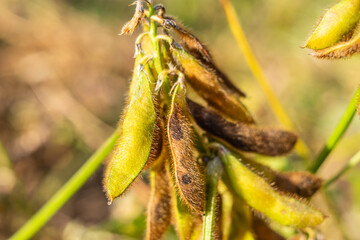 Autumn ripe soybeans background material