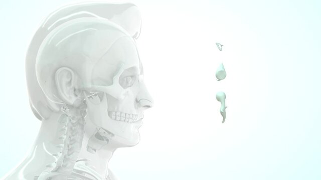 The malleus, incus, and stapes form the ossicular chain that connects the tympanic membrane to the oval window of the inner ear.