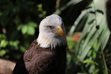 Portrait of American Bald Eagle