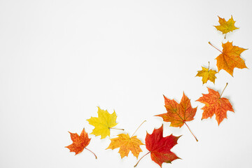 composition of autumn leaves on a light background