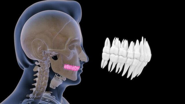Human Teeth The teeth are the hardest substances in the human body. Besides being essential for chewing, the teeth play an important role in speech.