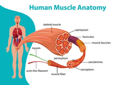 Human muscle anatomy with body anatomy