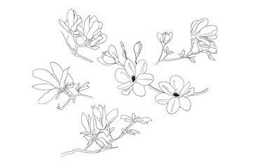 magnolia croquis