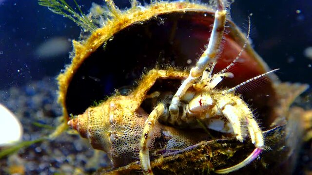 Small hermit crab (Diogenes pugilator) in a pectoral mollusc shell, Black Sea