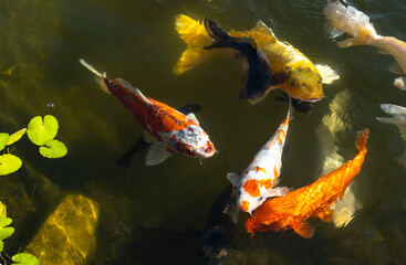 fish in the pond