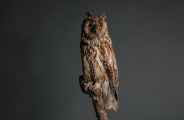 studio shot of a beautiful long eared owl