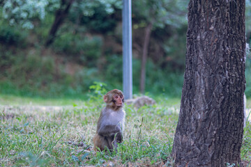 Monkey in safari