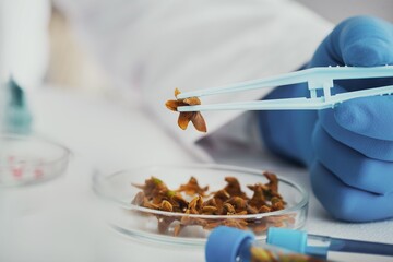 Scientists holds petri dish in laboratory. Psilocybin science and research. Person examining fungi. Vaccines for COVID-19
