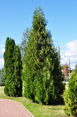 Beautiful thuja (Latin Thúja) in the city square. Background, texture, design. Green thuja.