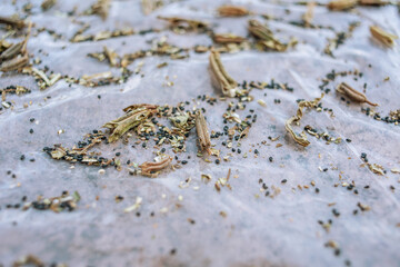 Sesame grains harvested in autumn