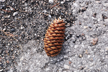 Pine cone on the ground. Close-up - a bump. Background, texture, design, wallpaper.