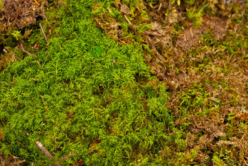 Green moss. natural background texture. fresh spring green moss.
