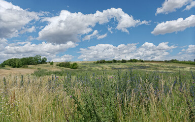 Naklejka premium Summer landscape at Obersulz, Austria
